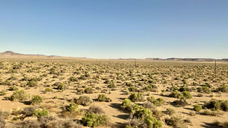 Bizarre Vegetation in der Ebene ...
